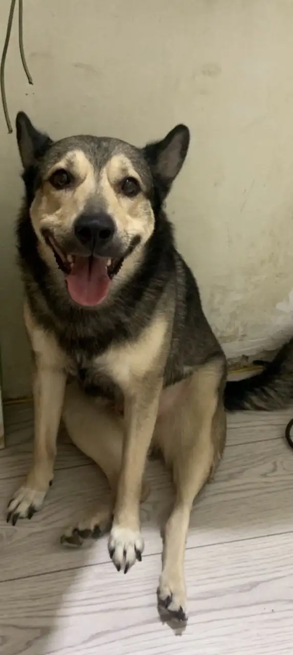 Пропал кот в Оренбурге - Кошки (Животные) в Оренбург