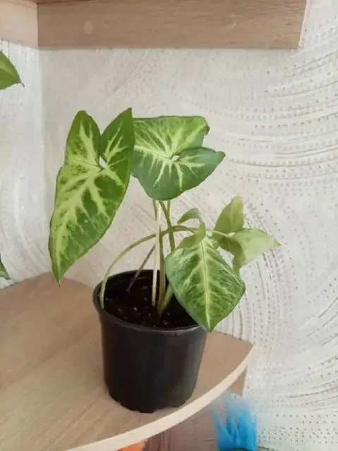 Продажа комнатных растений - Развлечения в Оренбург