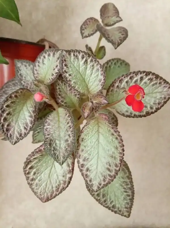 Продажа комнатных растений - Комнатные растения (Хобби и отдых) в Оренбург