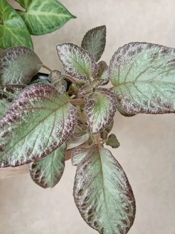 Продажа комнатных растений - Комнатные растения (Хобби и отдых) в Оренбург