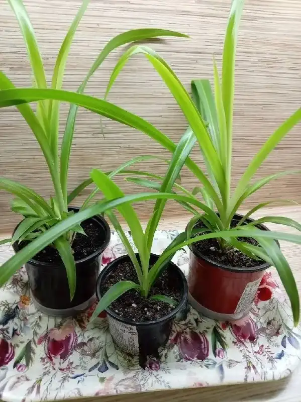 Продажа комнатных растений - Комнатные растения (Хобби и отдых) в Оренбург