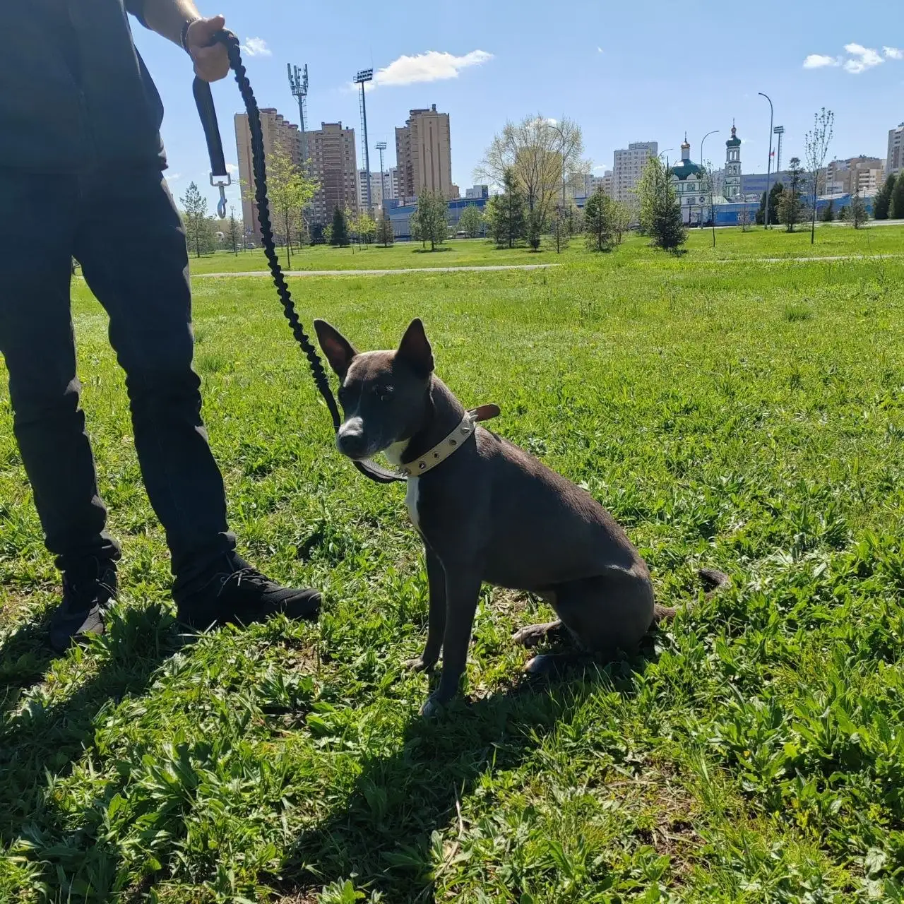 Найдена собака в парке Прохоренко - Собаки (Животные) в Оренбург