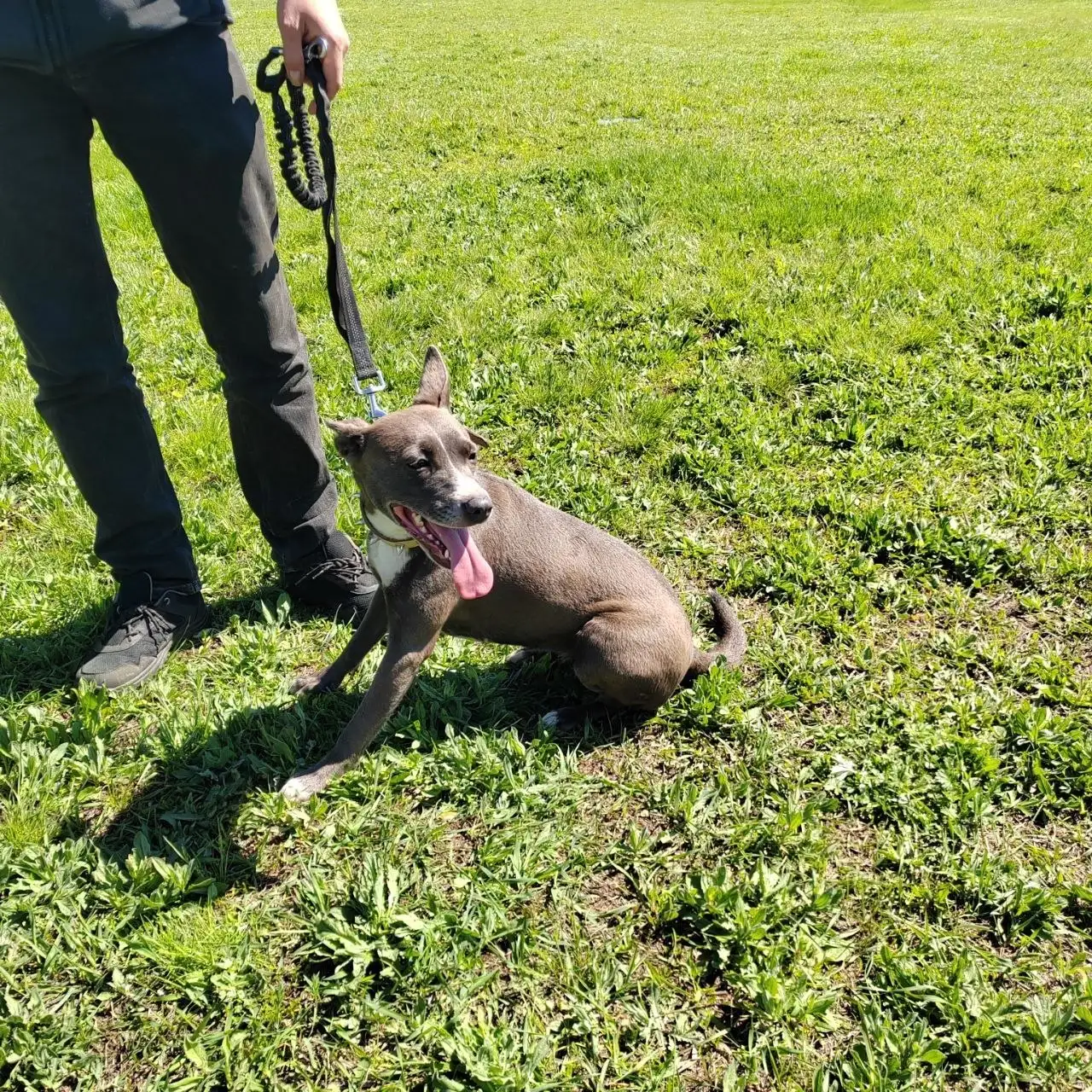 Найдена собака в парке Прохоренко - Собаки (Животные) в Оренбург