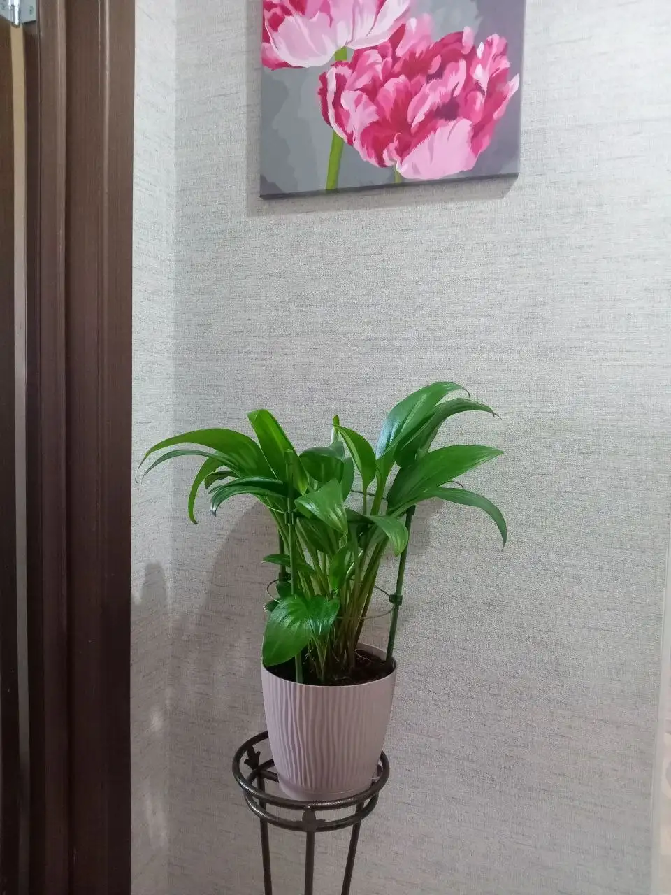 Продажа больших и обычных цветов - Растения (Хобби и отдых) в Оренбург