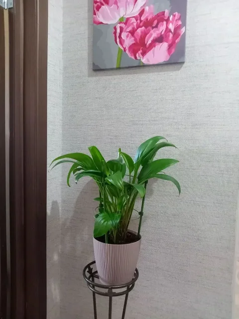 Продажа больших и обычных цветов - Творчество/Рукоделие в Оренбург