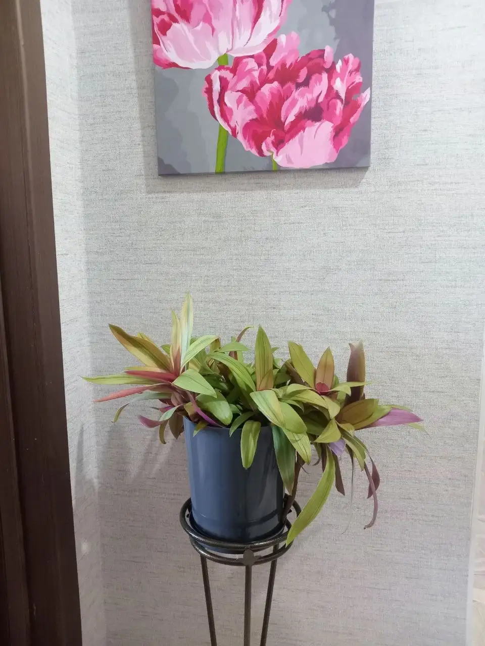 Продажа больших и обычных цветов - Растения (Хобби и отдых) в Оренбург