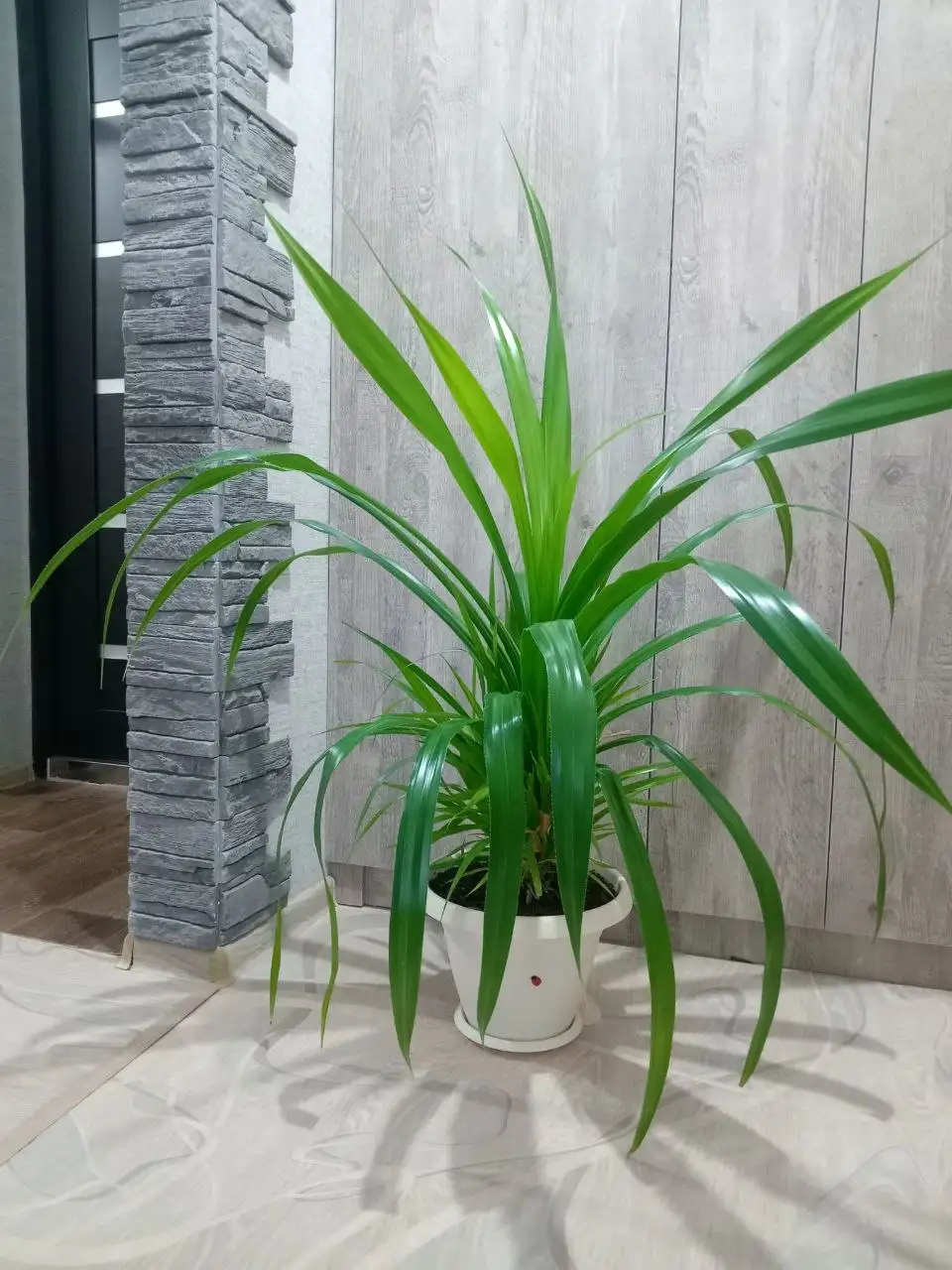 Продажа больших и обычных цветов - Растения (Хобби и отдых) в Оренбург