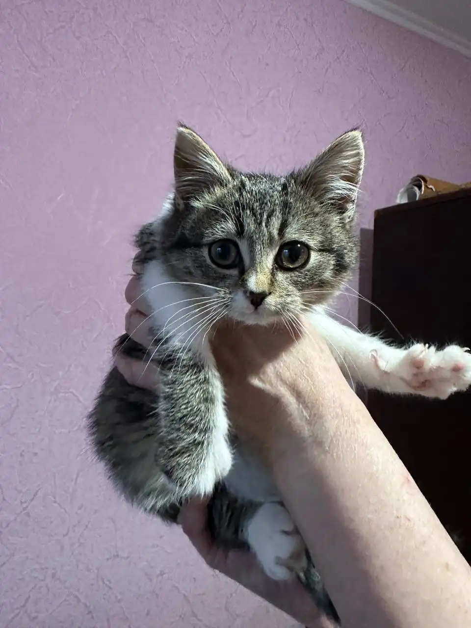 Кошка Даша ищет семью