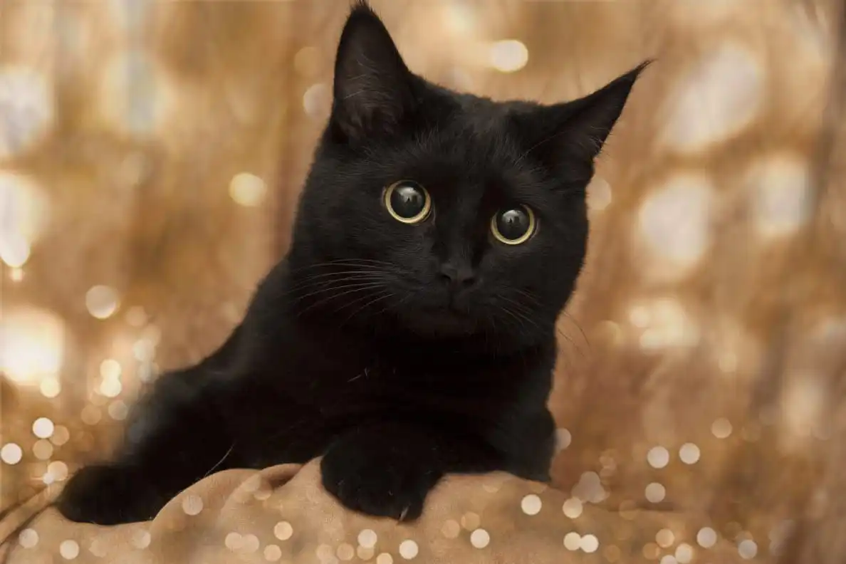 Пристройство молодой стерилизованной кошки