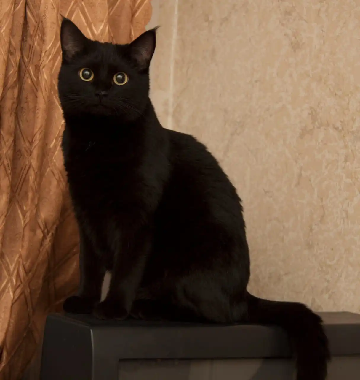 Пристройство молодой стерилизованной кошки