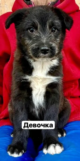 Щенки ищут дом и ответственного хозяина - Животные в Заречный