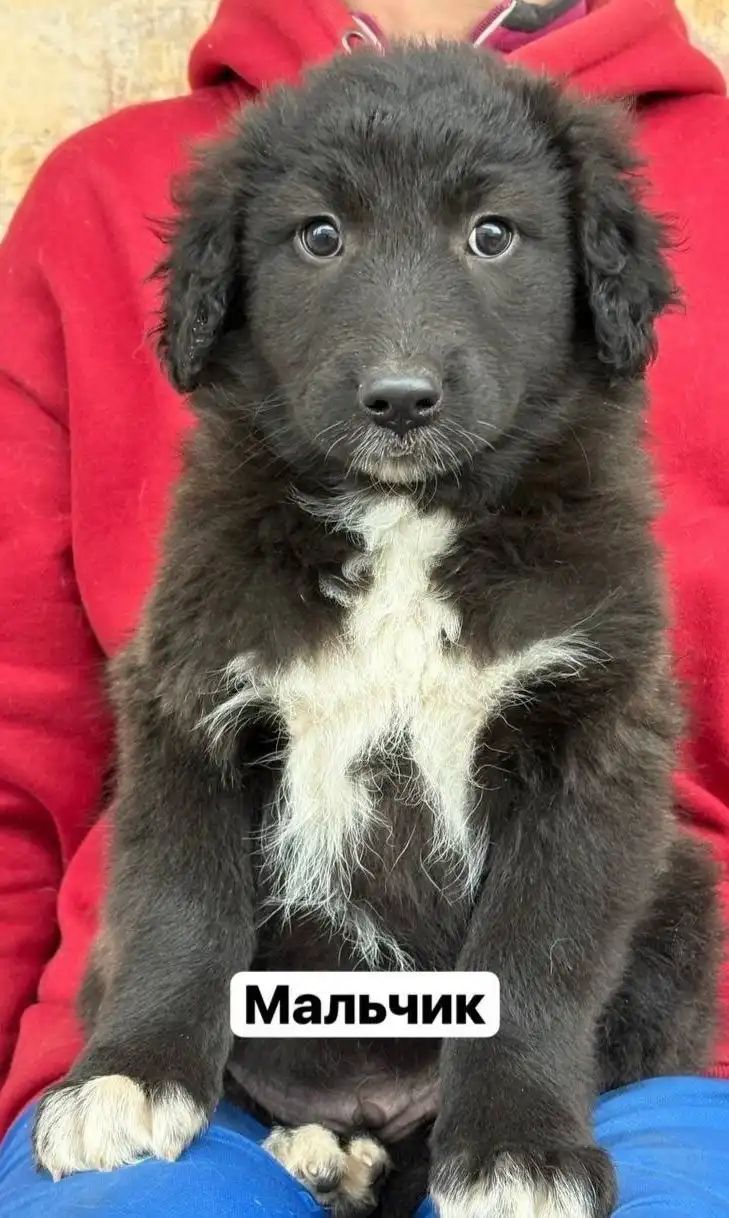 Щенки ищут дом и ответственного хозяина