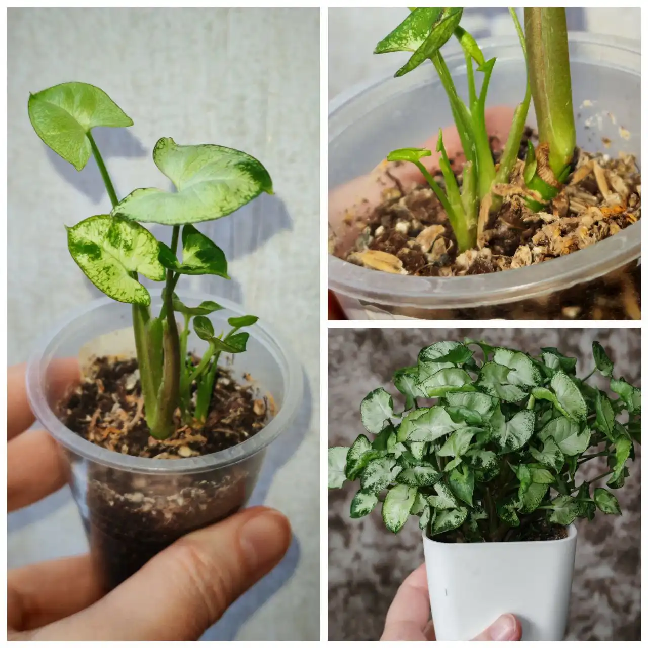 Сингониум Ангел бэби