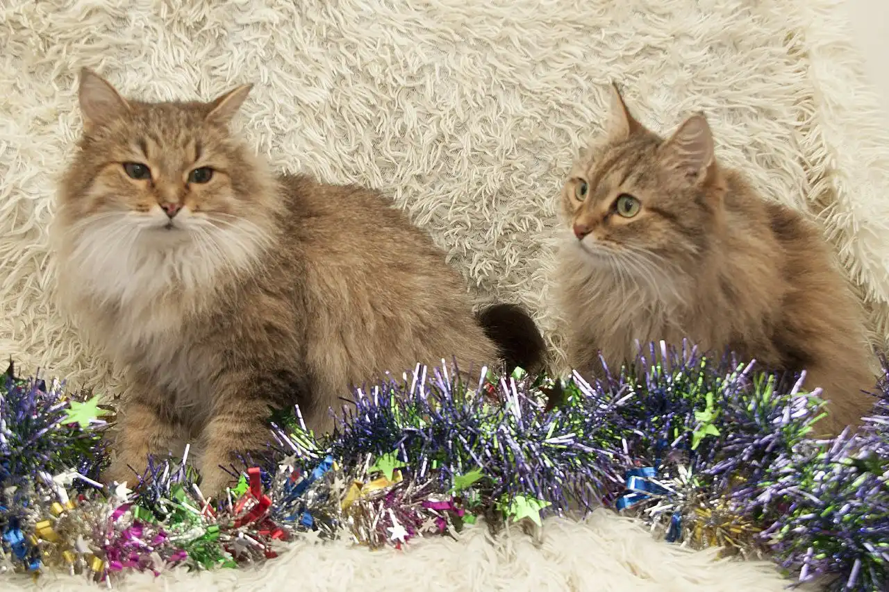 Даша и Глаша: пожилые кошки ищут новый дом