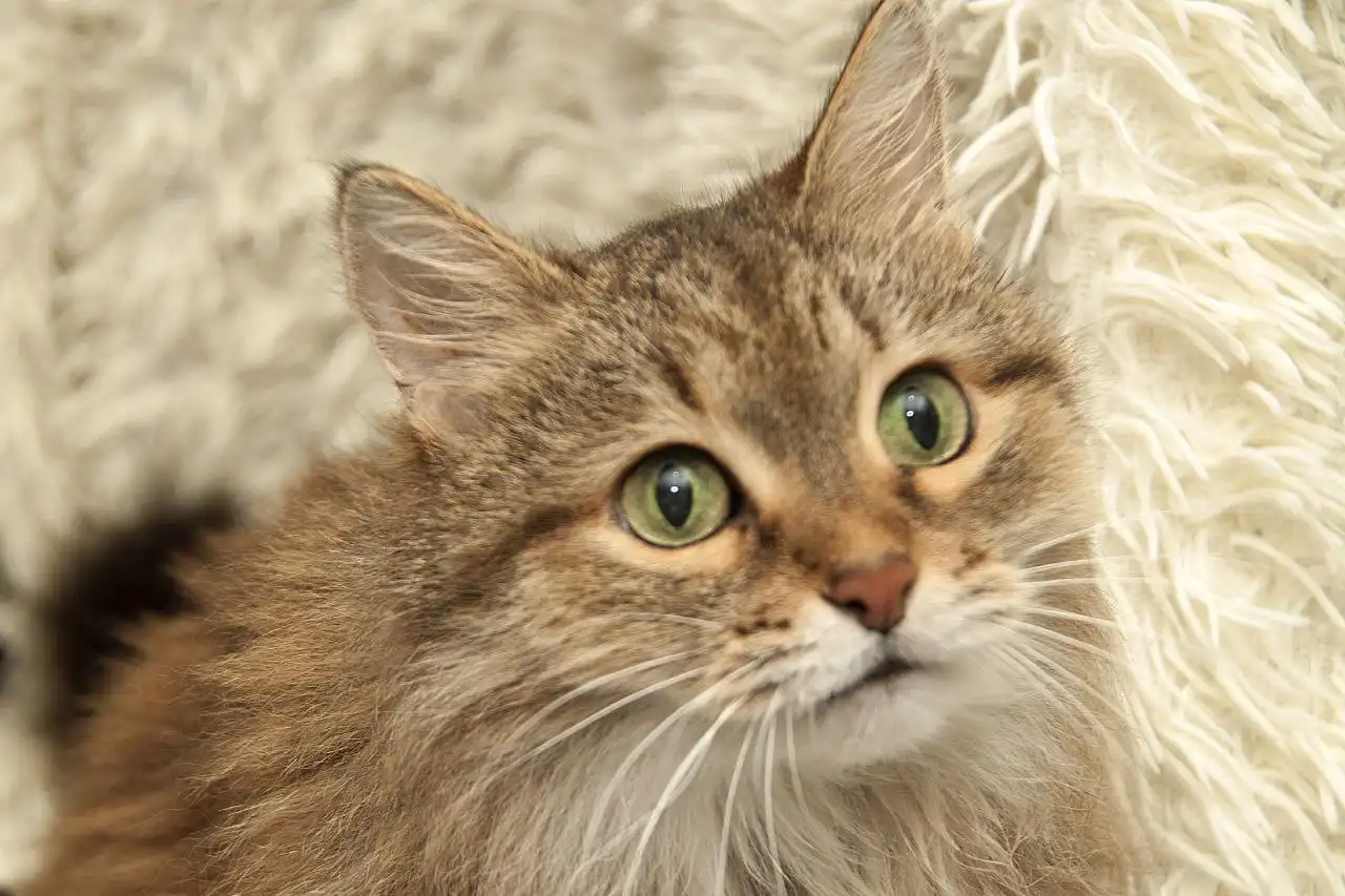 Даша и Глаша: пожилые кошки ищут новый дом