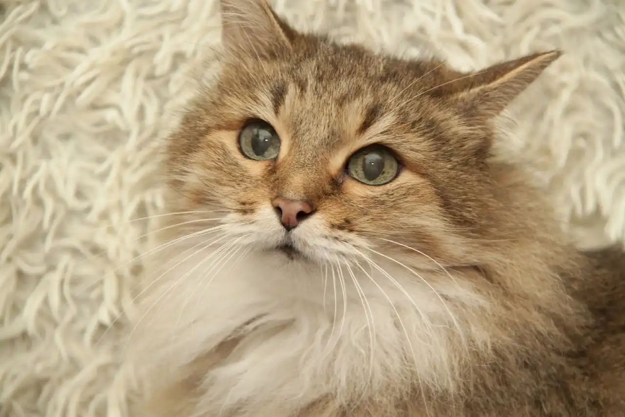 Даша и Глаша: пожилые кошки ищут новый дом