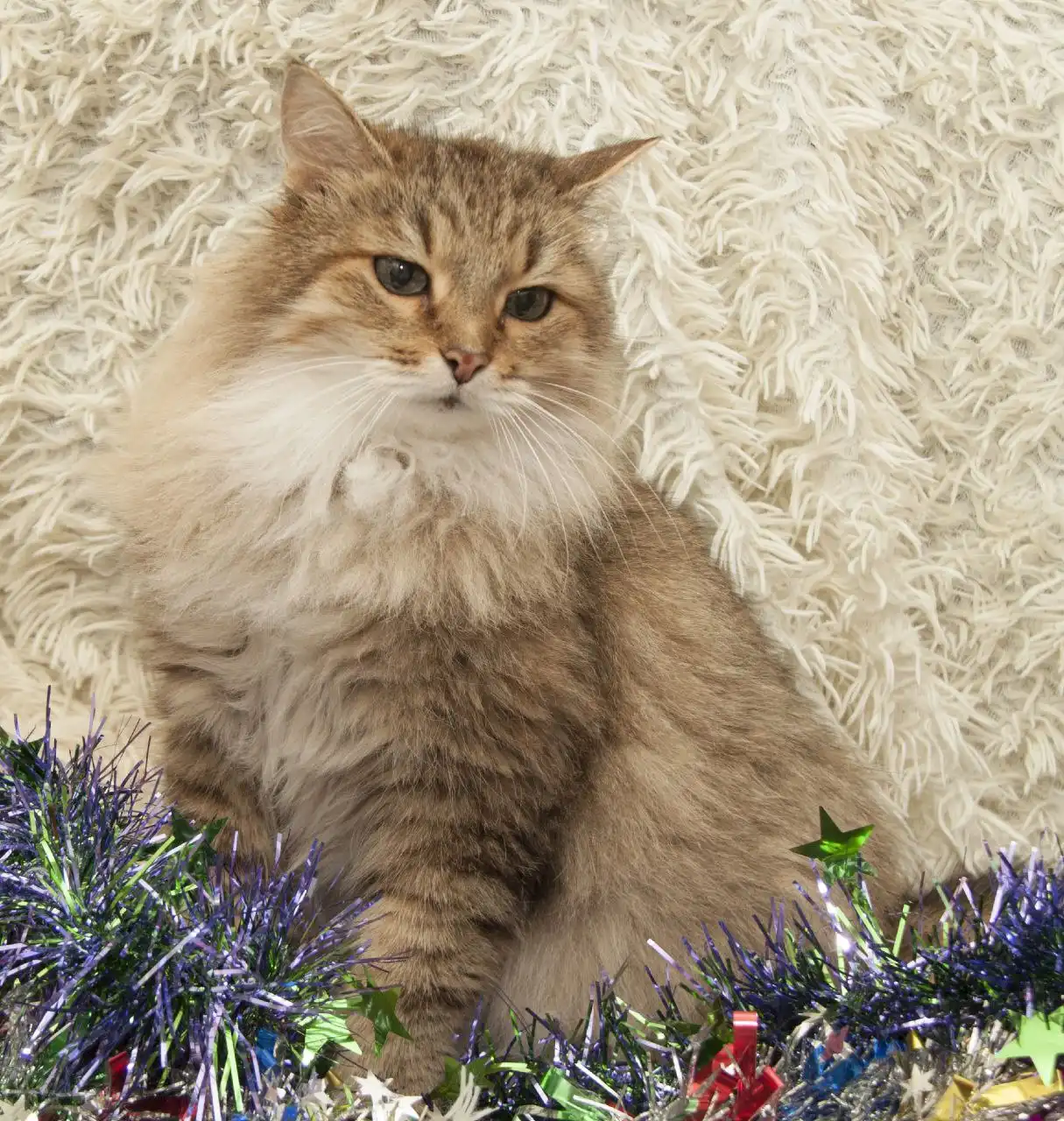 Даша и Глаша: пожилые кошки ищут новый дом