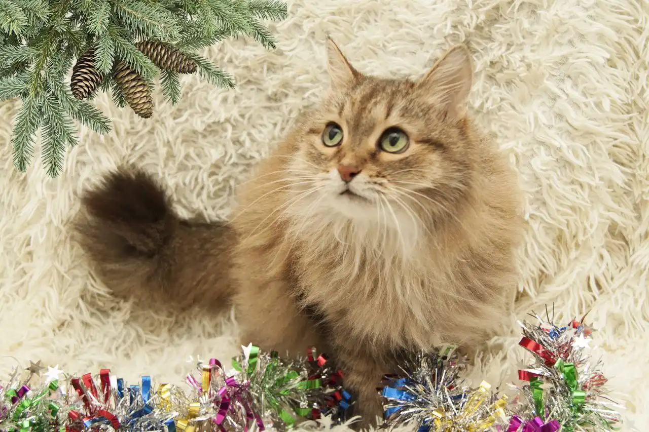 Даша и Глаша: пожилые кошки ищут новый дом