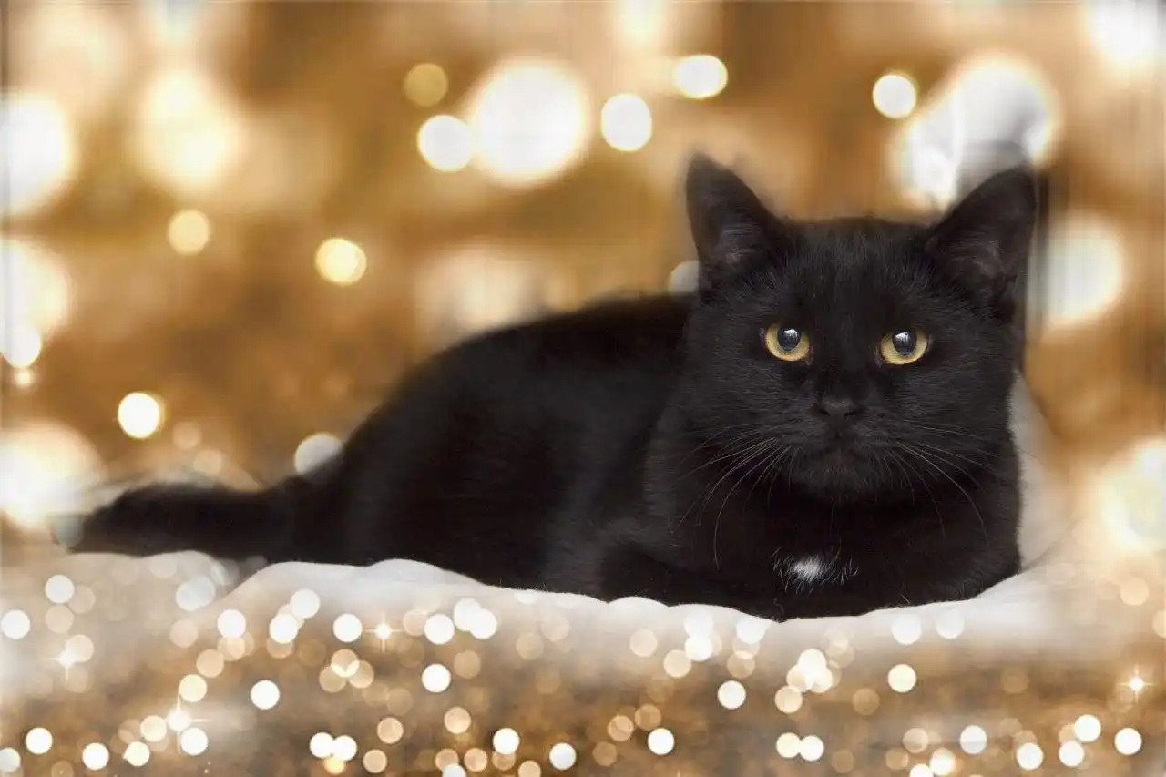 Пристройство молодой чёрной кошечки Мишель - Кошки (Животные) в Заречный