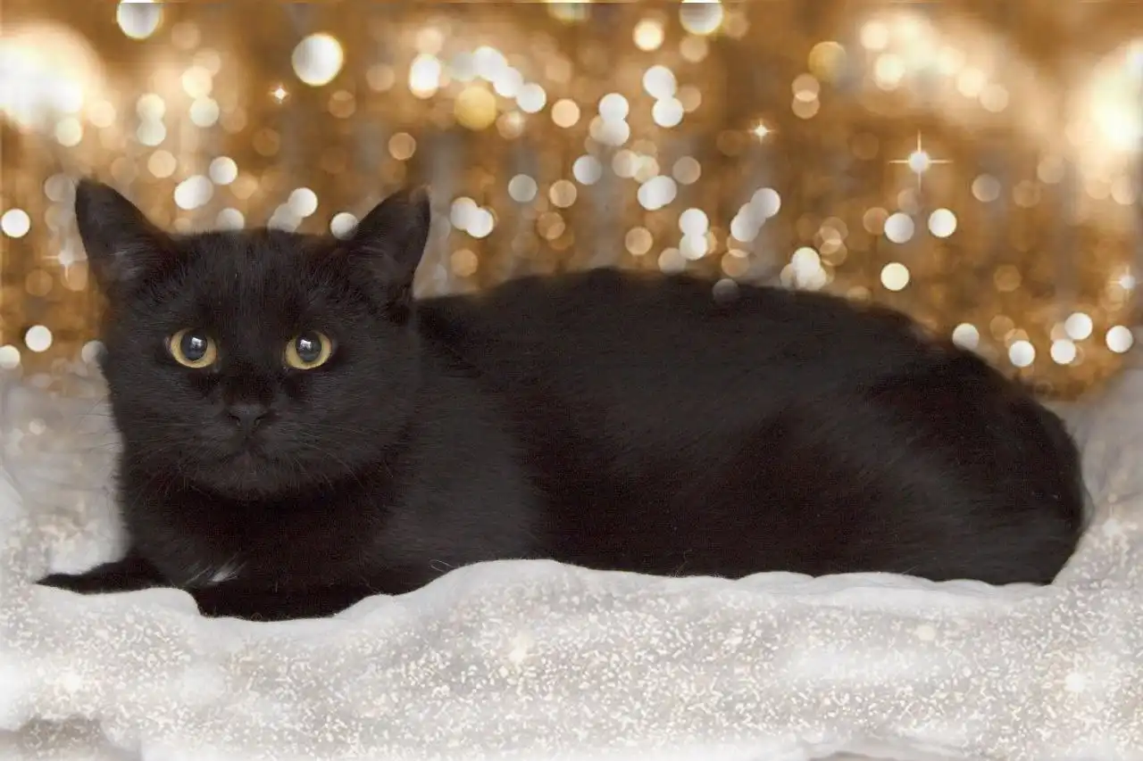 Пристройство молодой чёрной кошечки Мишель - Кошки (Животные) в Заречный