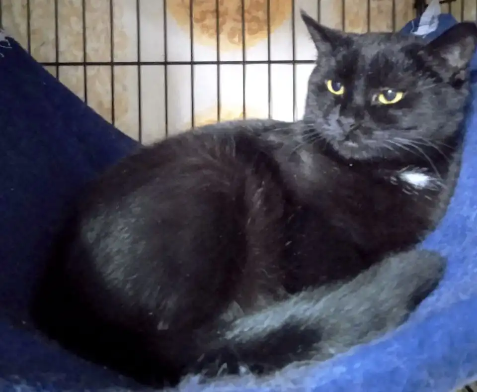 Пристройство молодой чёрной кошечки Мишель - Кошки (Животные) в Заречный