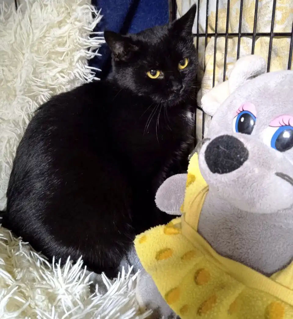 Пристройство молодой чёрной кошечки Мишель - Кошки (Животные) в Заречный