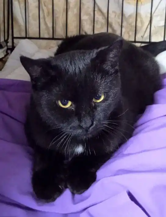 Пристройство молодой чёрной кошечки Мишель - Кошки (Животные) в Заречный