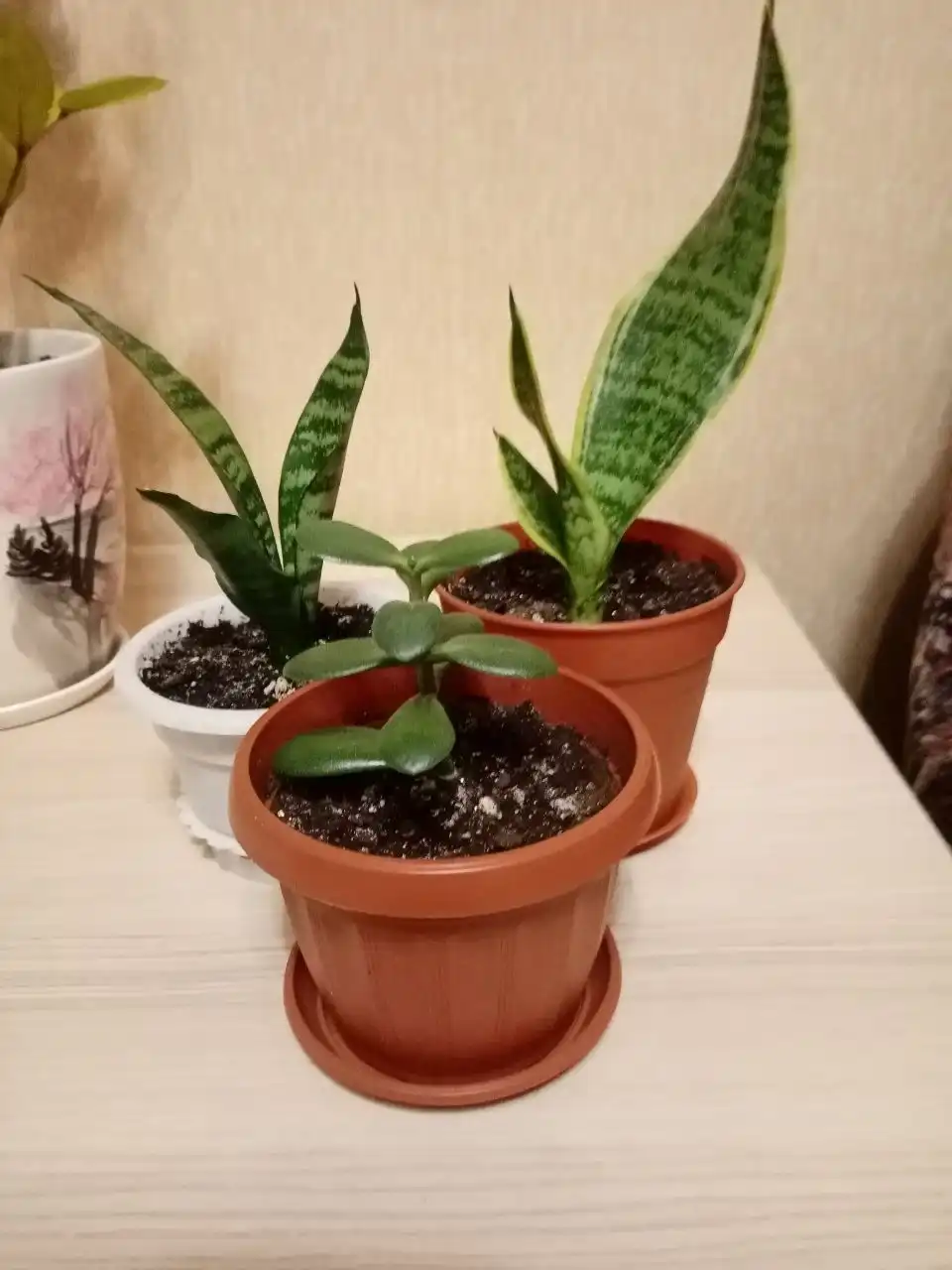 Растение в Заречном - Растения (Барахолка) в Заречный