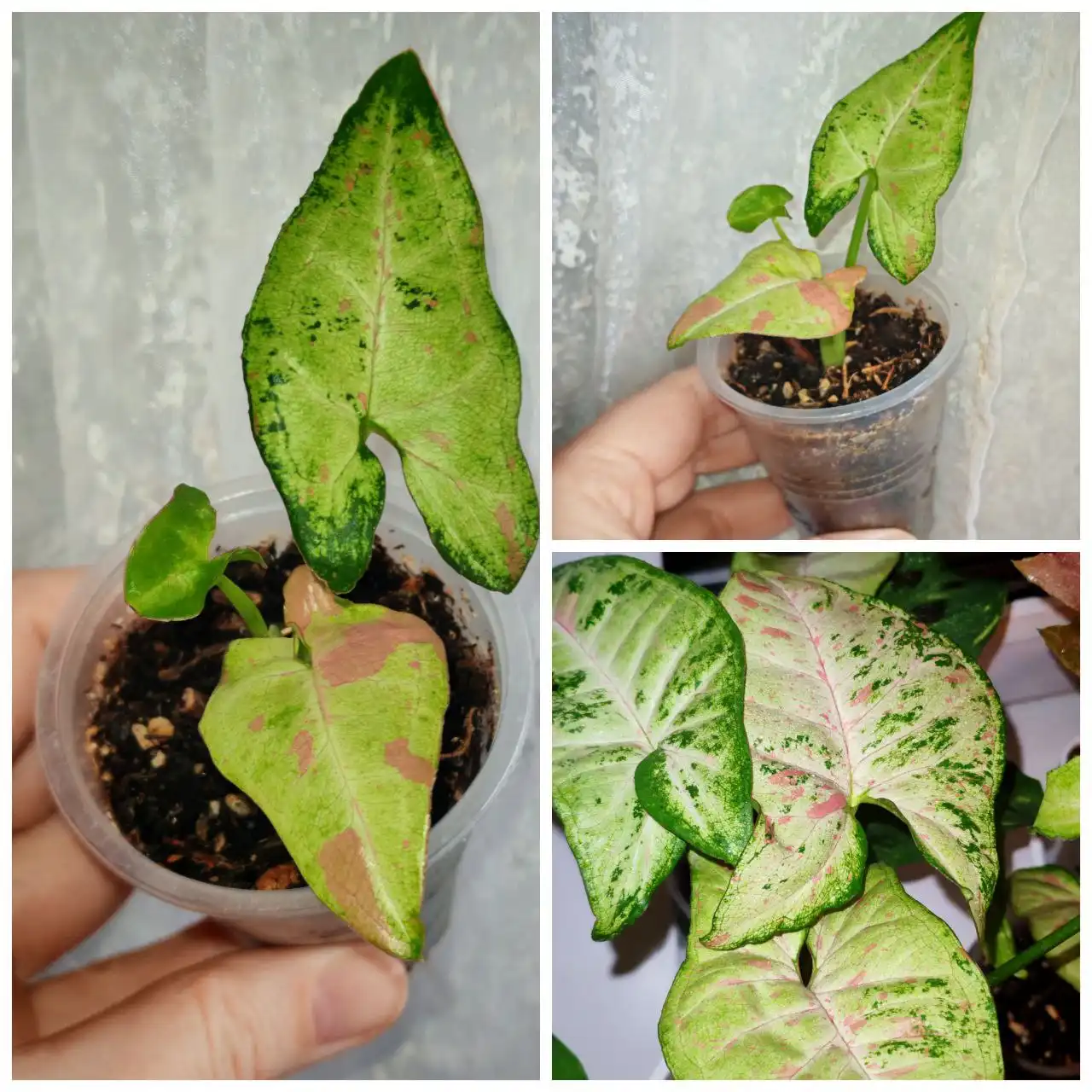 Сингониум растение - Растения (Барахолка) в Заречный, Пенза