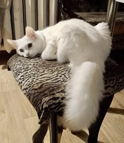 Ищет дом кот Снежок - частное объявление в Заречный