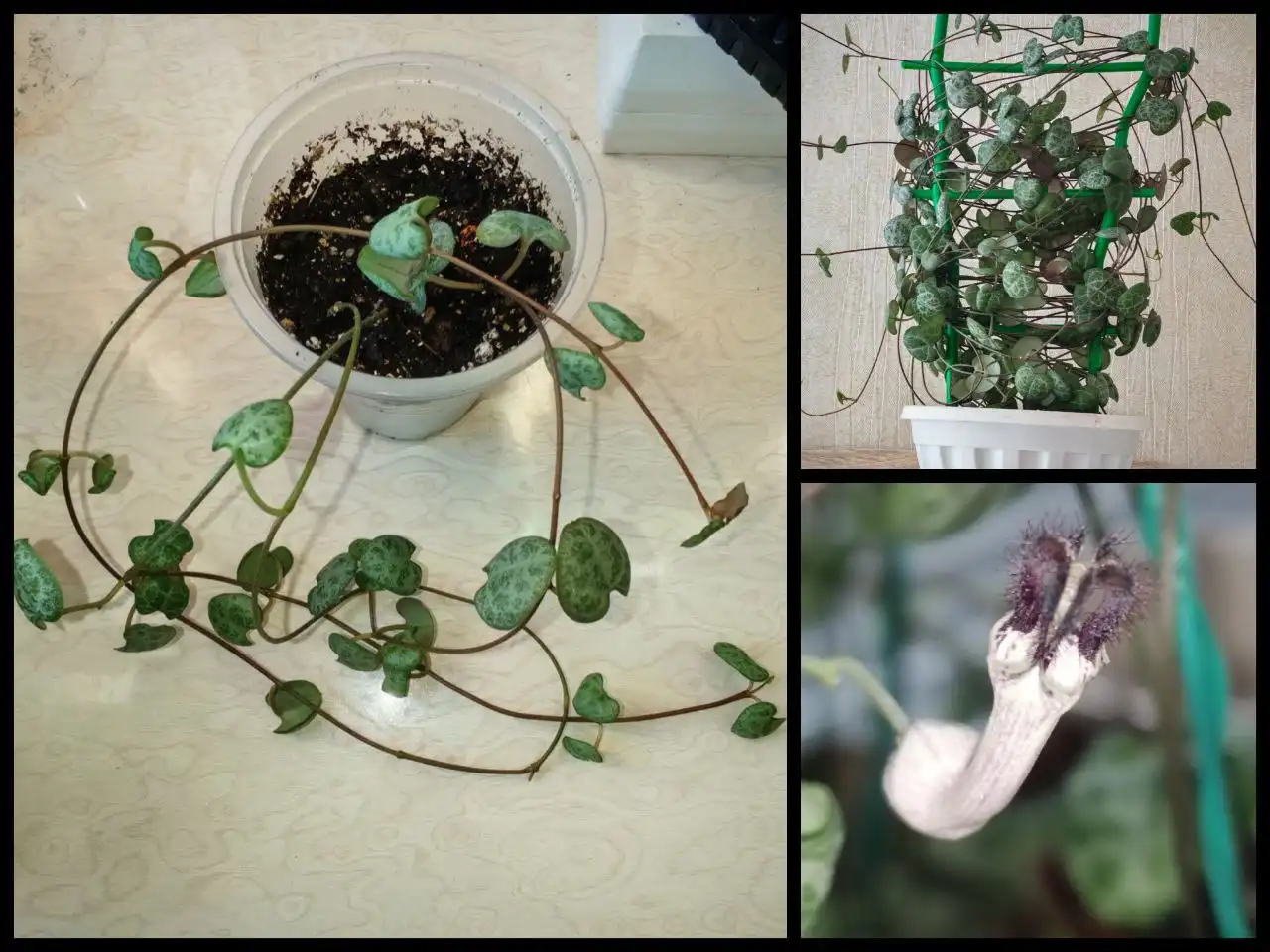 Церопегия Вуда с примером цветения - Растения (Хобби и отдых) в Заречный, Пенза