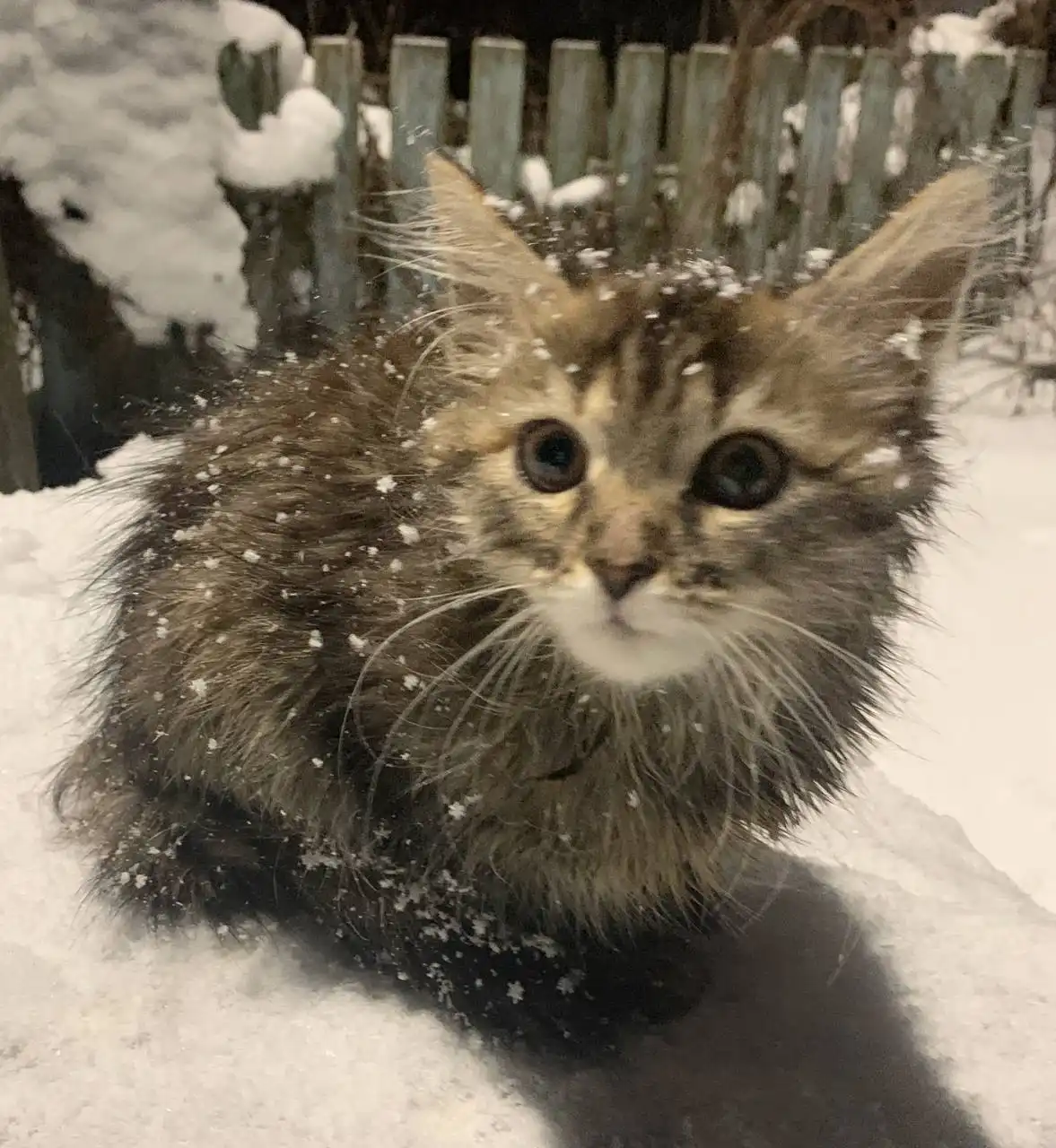 Ищем дом для котенка - Кошки (Животные) в Заречный