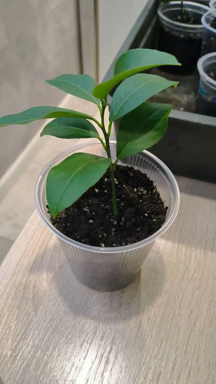 Укорененные черенки лимона из Ивановского питомника - Растения/Сад (Хобби и отдых) в Заречный