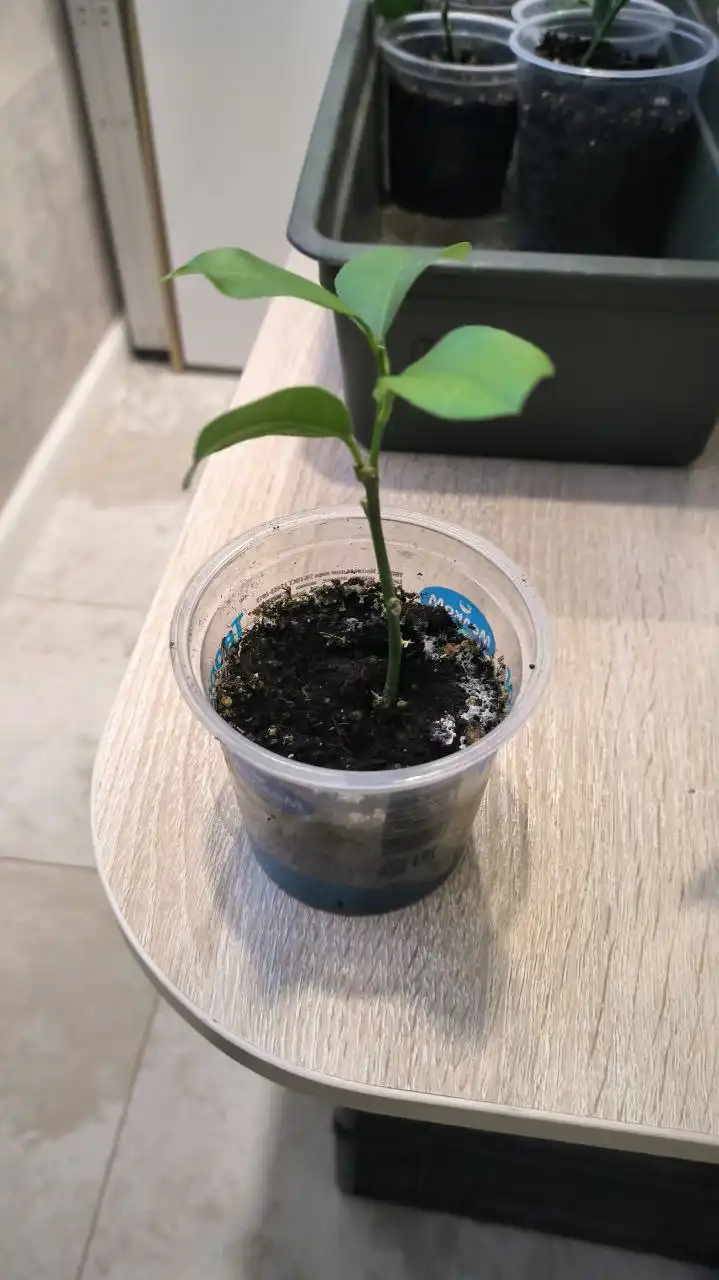 Укорененные черенки лимона из Ивановского питомника - Растения/Сад (Хобби и отдых) в Заречный