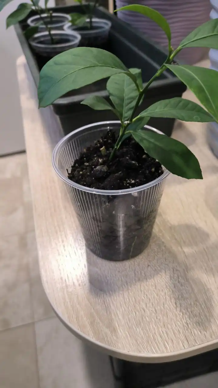 Укорененные черенки лимона из Ивановского питомника - Растения/Сад (Хобби и отдых) в Заречный