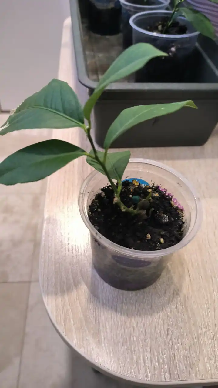 Укорененные черенки лимона из Ивановского питомника - Растения/Сад (Хобби и отдых) в Заречный