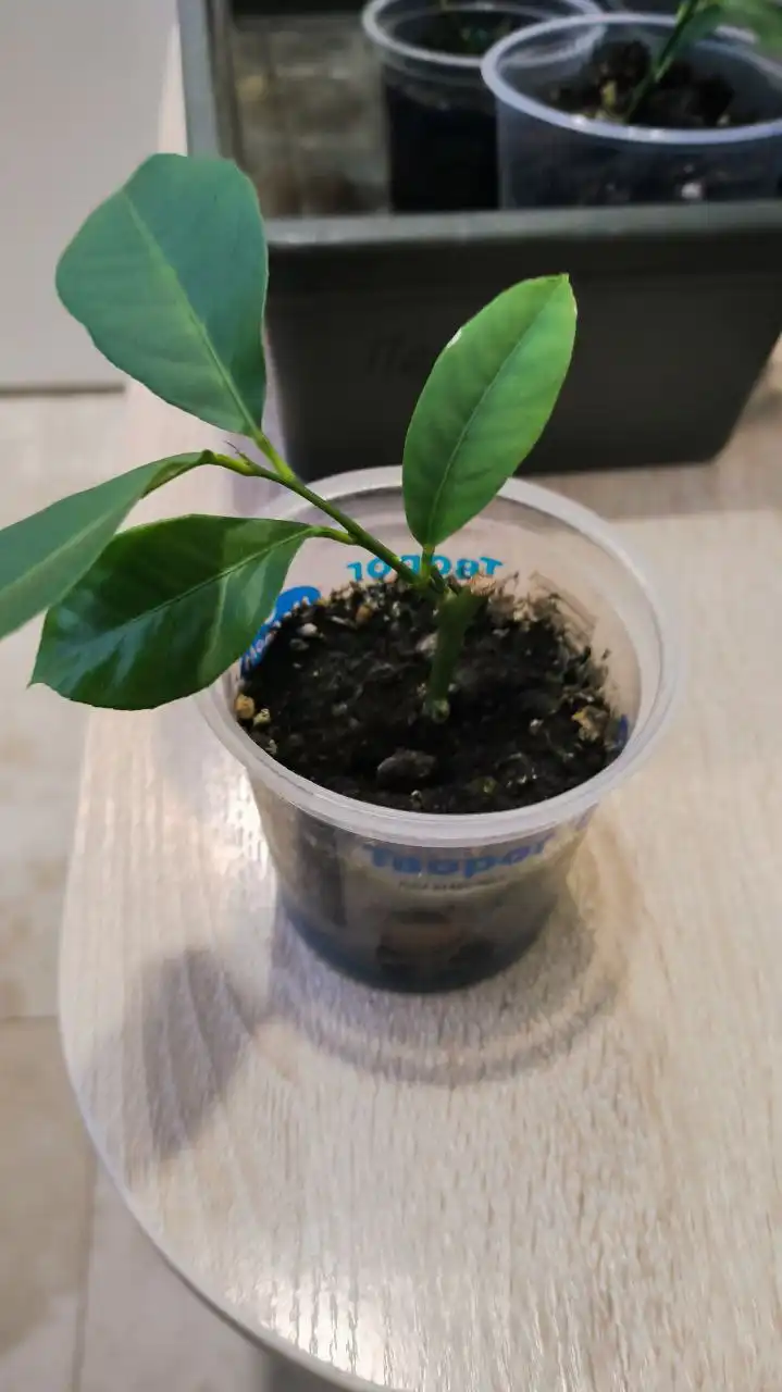 Укорененные черенки лимона из Ивановского питомника - Растения/Сад (Хобби и отдых) в Заречный