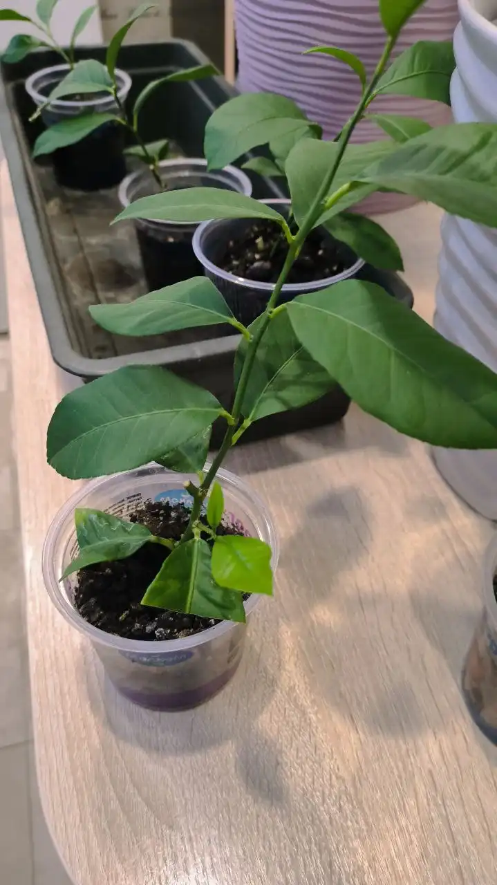 Укорененные черенки лимона из Ивановского питомника - Растения/Сад (Хобби и отдых) в Заречный