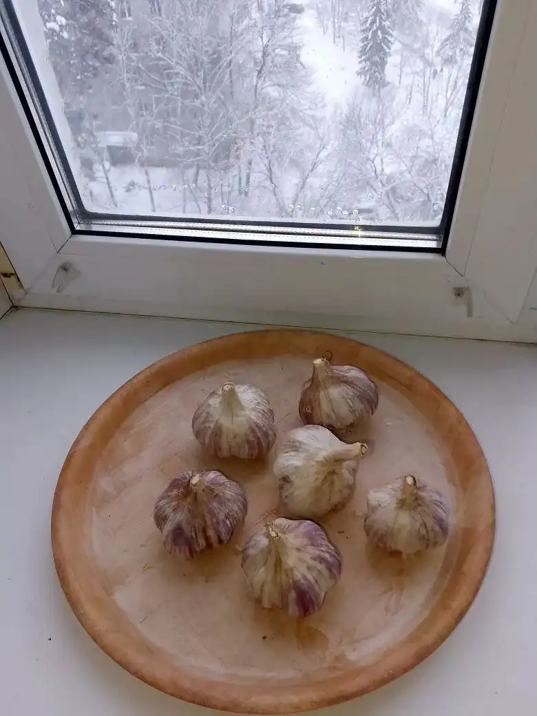 Продажа крупного чеснока с огорода - Продукты питания (Барахолка) в Заречный