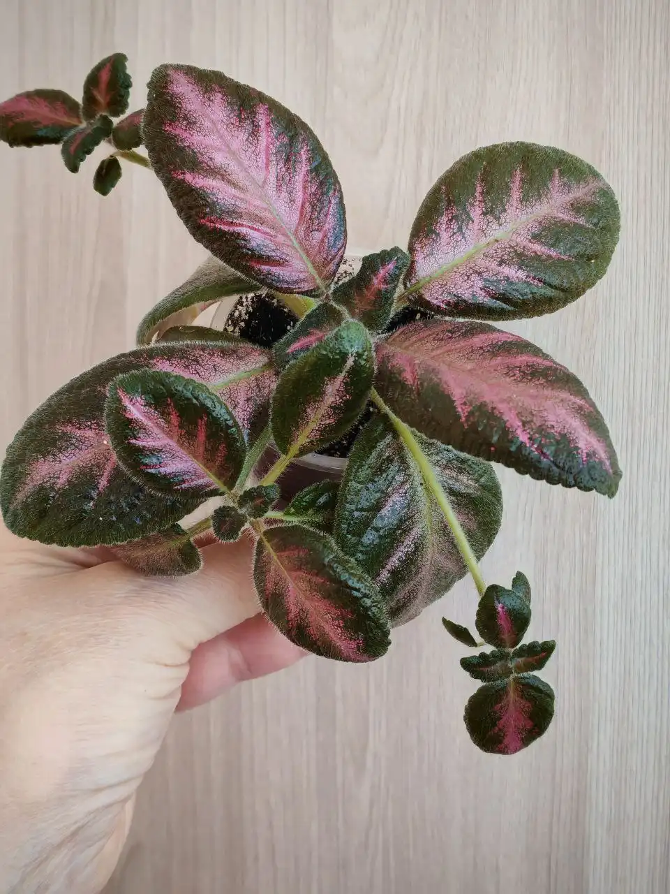 Эписция - Хобби и отдых в Заречный