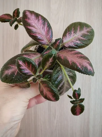 Эписция - Хобби и отдых в Заречный