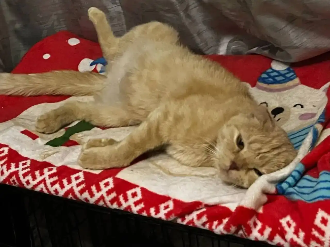 Кошка ищет хозяев - Кошки (Животные) в Заречный