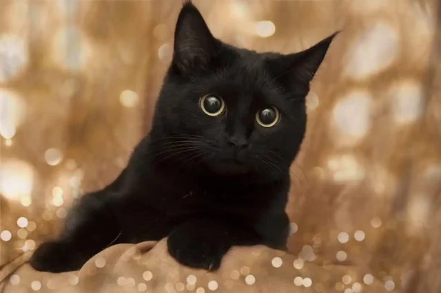 Пристройство кошки Мурочки - Животные в Заречный