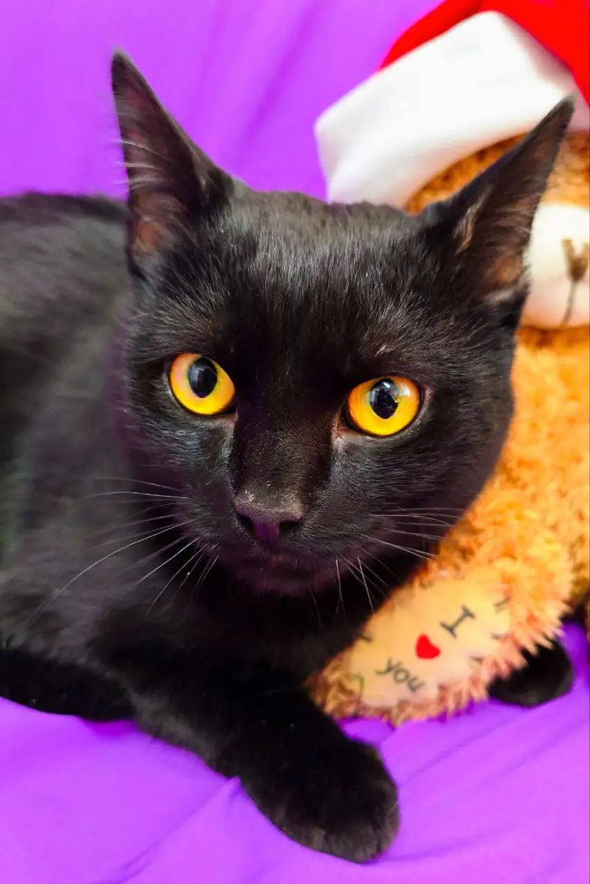 Ищем дом для котика Ричарда - Кошки (Животные) в Заречный