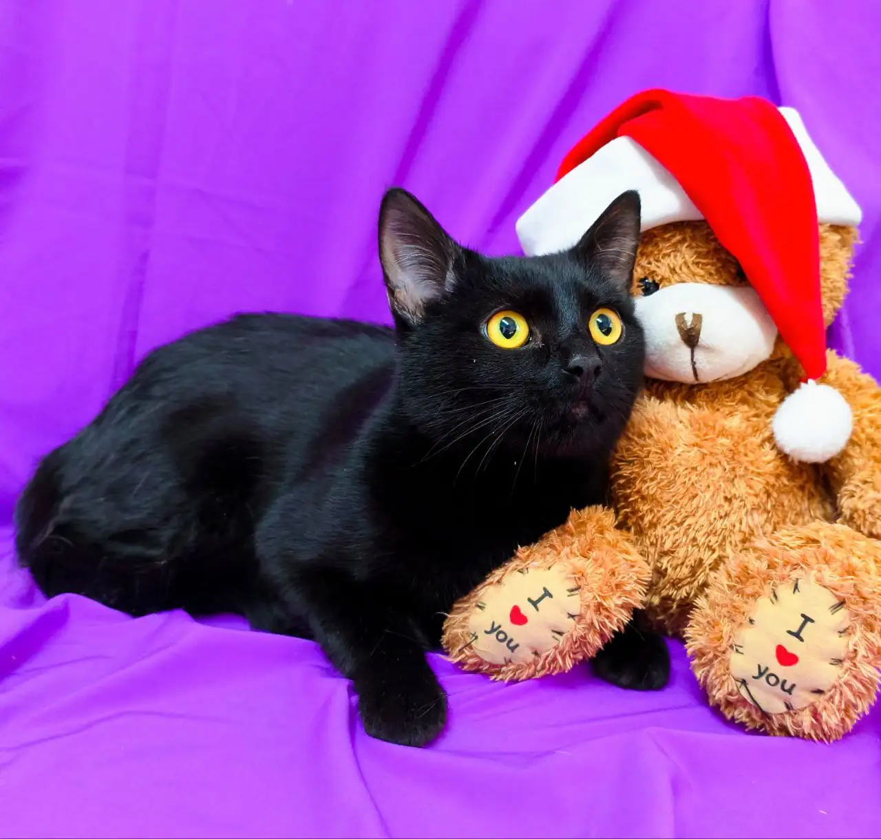 Ищем дом для котика Ричарда - Кошки (Животные) в Заречный