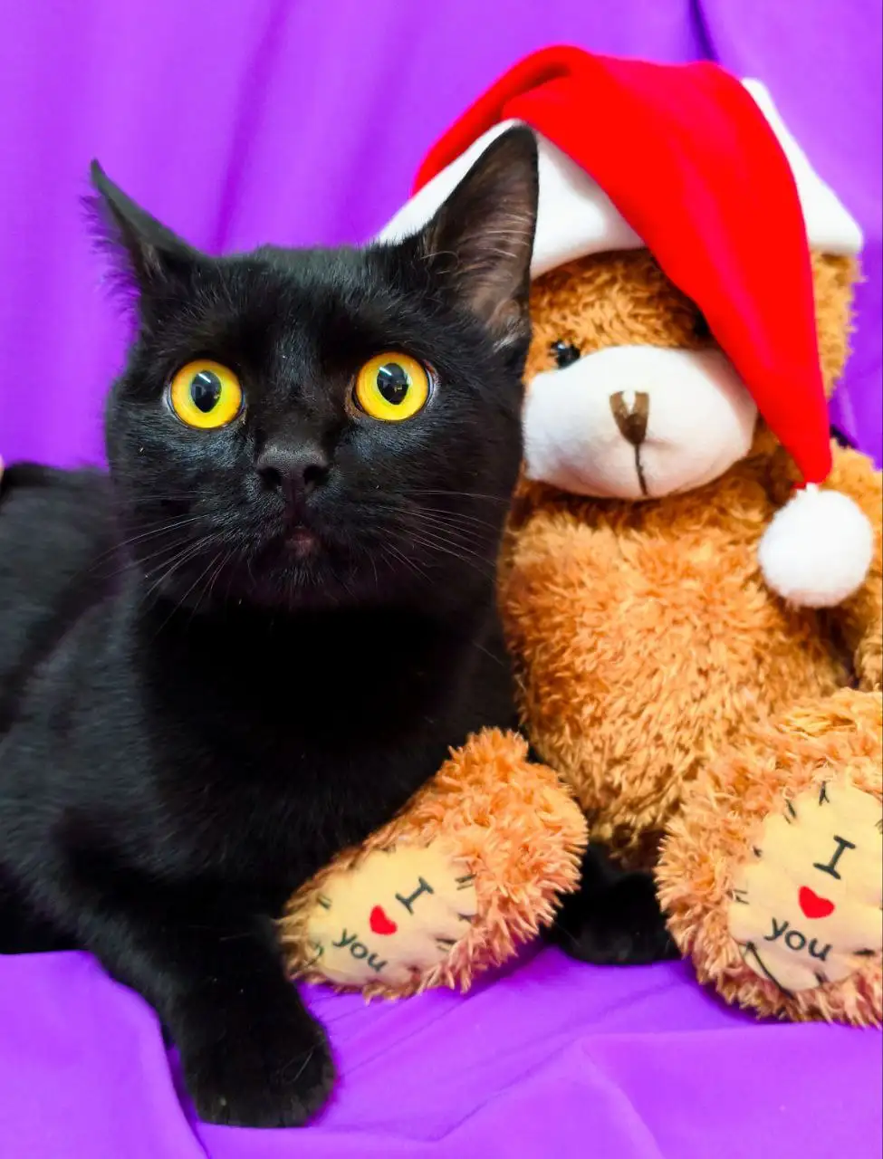 Ищем дом для котика Ричарда - Кошки (Животные) в Заречный