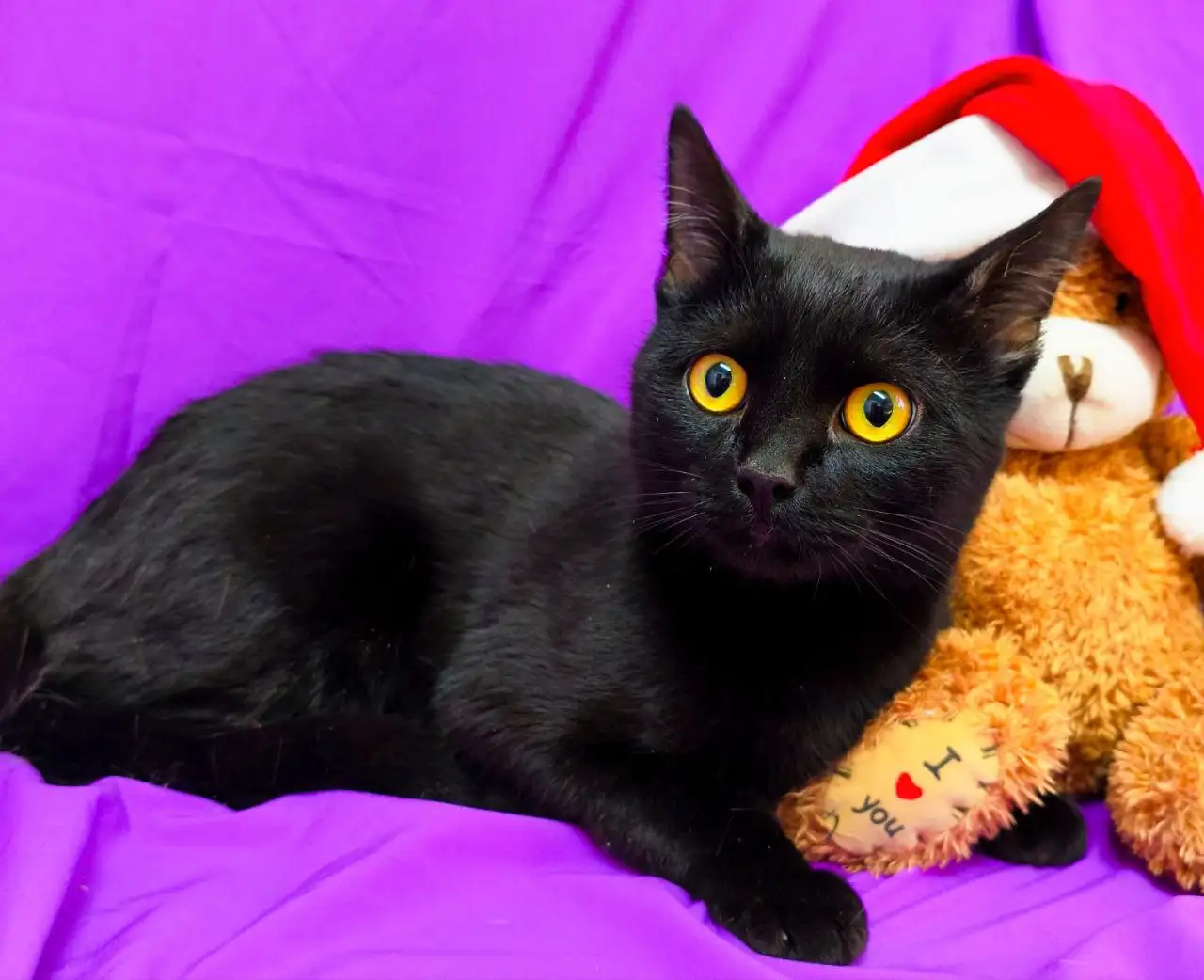 Ищем дом для котика Ричарда - Кошки (Животные) в Заречный