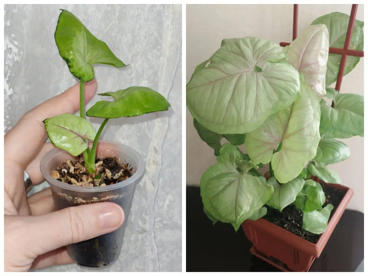 Продажа сингониума - Комнатные растения (Хобби и отдых) в Заречный