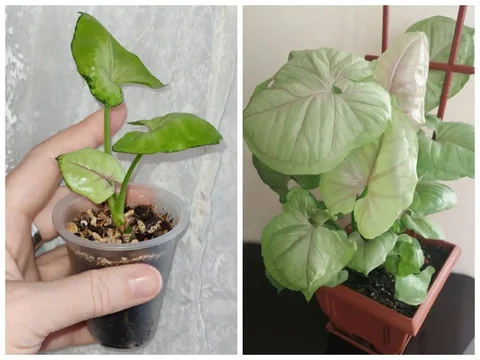 Продажа сингониума - Хобби и отдых в Заречный