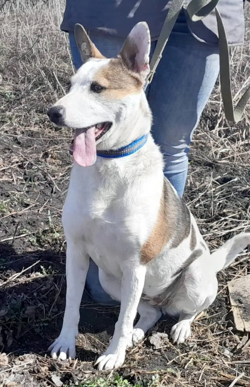 Ищет дом замечательная собака - Собаки (Животные) в Заречный